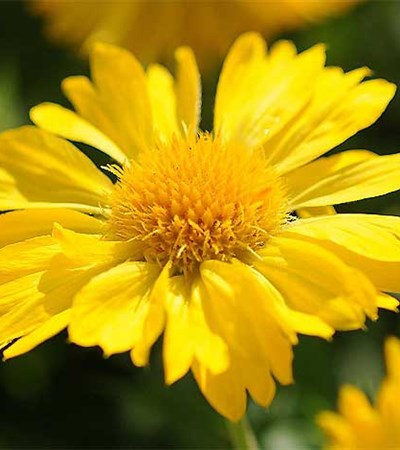Blanket Flower Mesa™ Yellow
